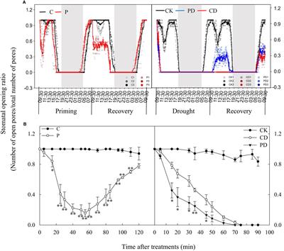 Drought priming mechanisms in wheat elucidated by in-situ determination of dynamic stomatal behavior